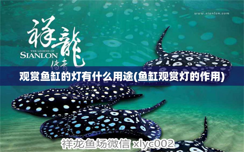 觀賞魚(yú)缸的燈有什么用途(魚(yú)缸觀賞燈的作用) 黃金招財(cái)貓魚(yú)