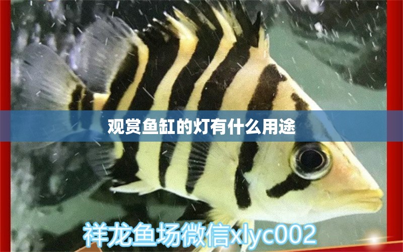 觀賞魚缸的燈有什么用途