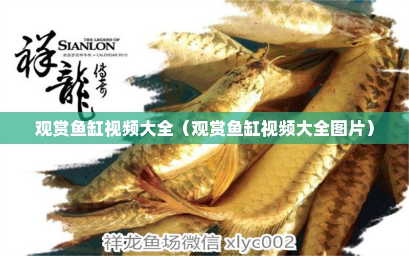 觀賞魚缸視頻大全（觀賞魚缸視頻大全圖片） 祥龍水族醫(yī)院