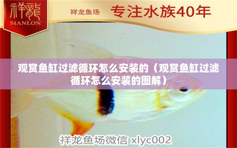 觀賞魚缸過濾循環(huán)怎么安裝的（觀賞魚缸過濾循環(huán)怎么安裝的圖解） 其他品牌魚缸