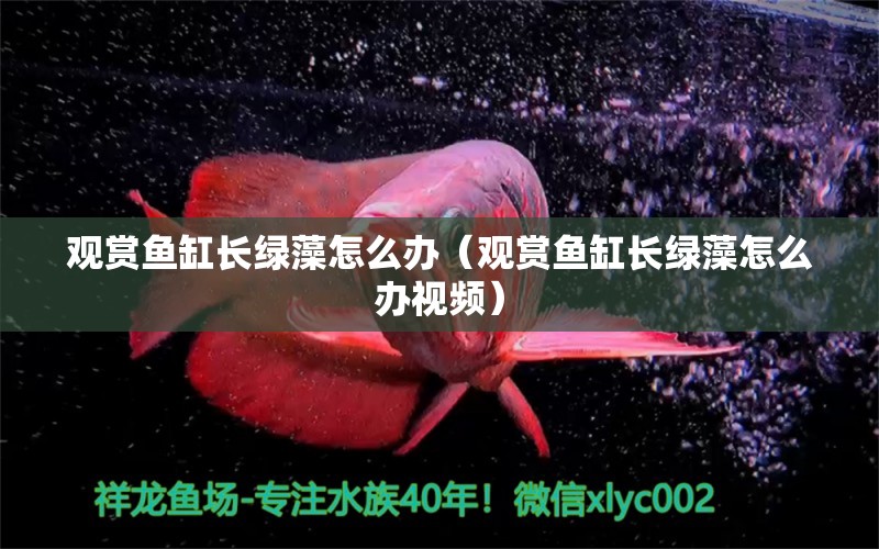 觀賞魚缸長綠藻怎么辦（觀賞魚缸長綠藻怎么辦視頻）