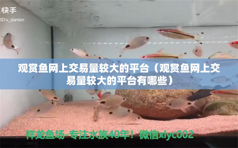 觀賞魚網(wǎng)上交易量較大的平臺（觀賞魚網(wǎng)上交易量較大的平臺有哪些）