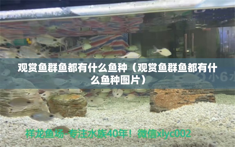 觀賞魚群魚都有什么魚種（觀賞魚群魚都有什么魚種圖片）