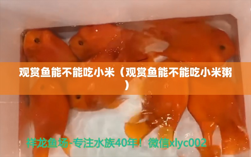 觀賞魚能不能吃小米（觀賞魚能不能吃小米粥）