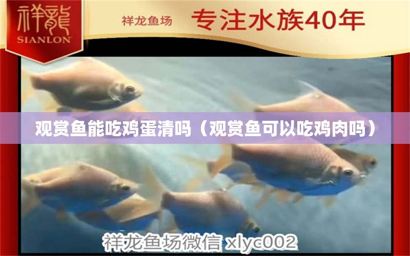 觀賞魚能吃雞蛋清嗎（觀賞魚可以吃雞肉嗎） 觀賞魚水族批發(fā)市場