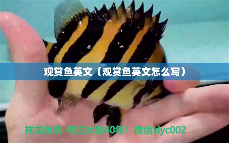 觀賞魚英文（觀賞魚英文怎么寫） 觀賞魚市場（混養(yǎng)魚）