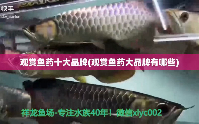 觀賞魚藥十大品牌(觀賞魚藥大品牌有哪些) 祥龍傳奇品牌魚缸