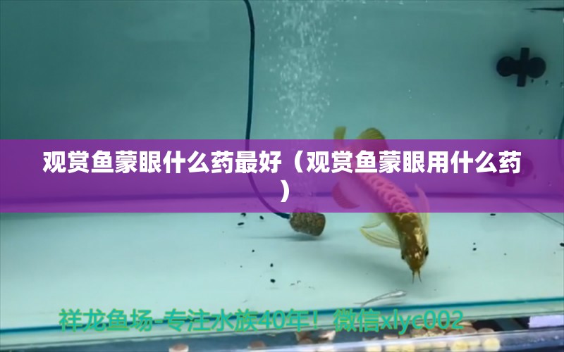 觀賞魚蒙眼什么藥最好（觀賞魚蒙眼用什么藥）