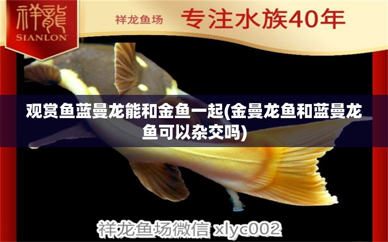 觀賞魚藍曼龍能和金魚一起(金曼龍魚和藍曼龍魚可以雜交嗎) 水族燈（魚缸燈）