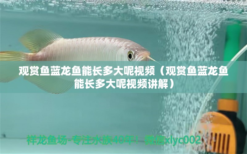 觀賞魚藍(lán)龍魚能長多大呢視頻（觀賞魚藍(lán)龍魚能長多大呢視頻講解）