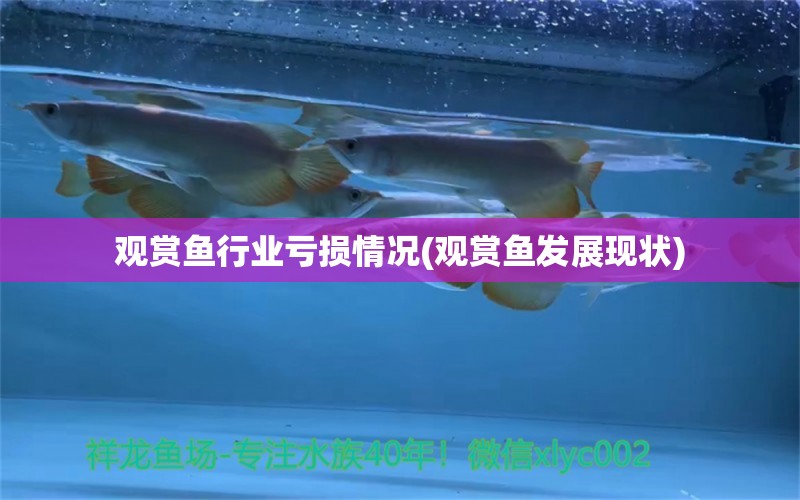 觀賞魚行業(yè)虧損情況(觀賞魚發(fā)展現(xiàn)狀)