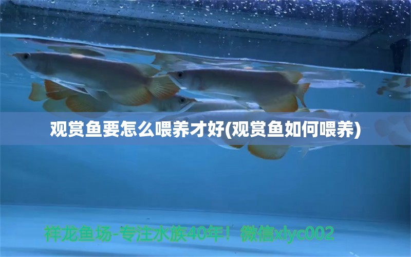 觀賞魚要怎么喂養(yǎng)才好(觀賞魚如何喂養(yǎng)) 一眉道人魚苗