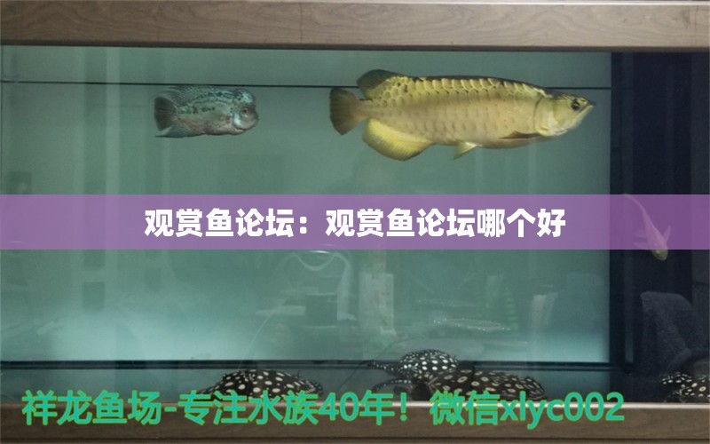 觀賞魚論壇：觀賞魚論壇哪個(gè)好 鴨嘴鯊魚