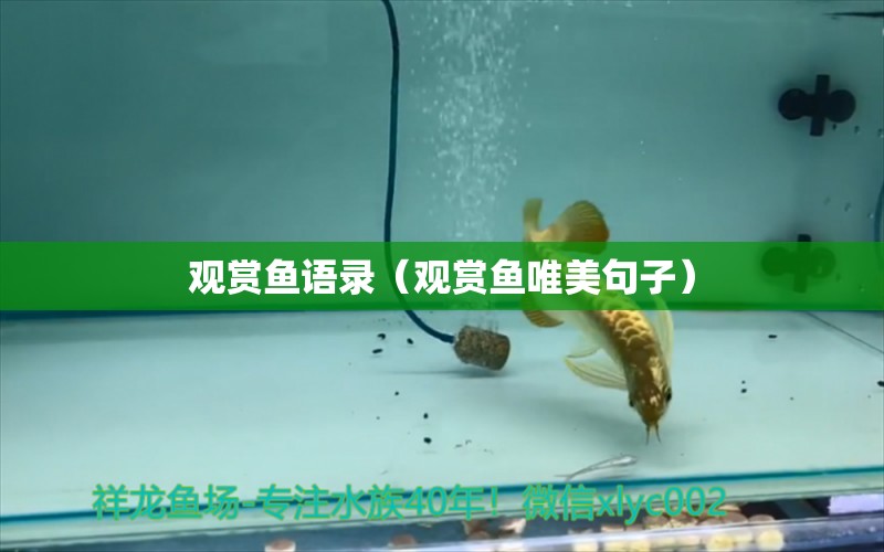 觀賞魚語錄（觀賞魚唯美句子） 祥龍水族醫(yī)院