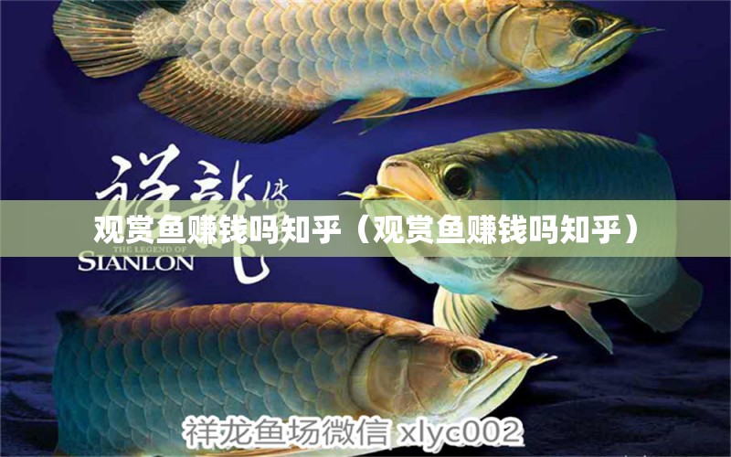 觀賞魚賺錢嗎知乎（觀賞魚賺錢嗎知乎）