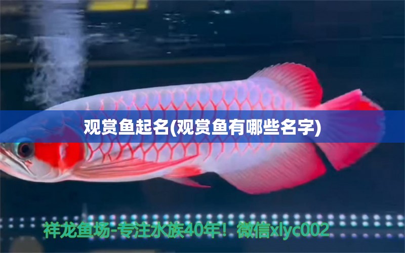 觀賞魚起名(觀賞魚有哪些名字) 七紋巨鯉魚