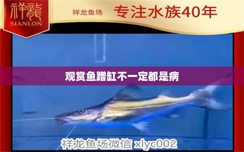 觀賞魚(yú)蹭缸不一定都是病 刀魚(yú)魚(yú) 第2張