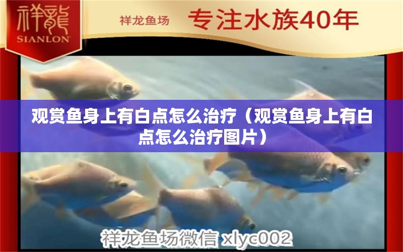 觀賞魚身上有白點怎么治療（觀賞魚身上有白點怎么治療圖片）