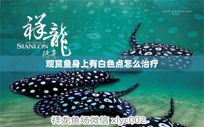 觀賞魚身上有白色點(diǎn)怎么治療 祥龍魚場