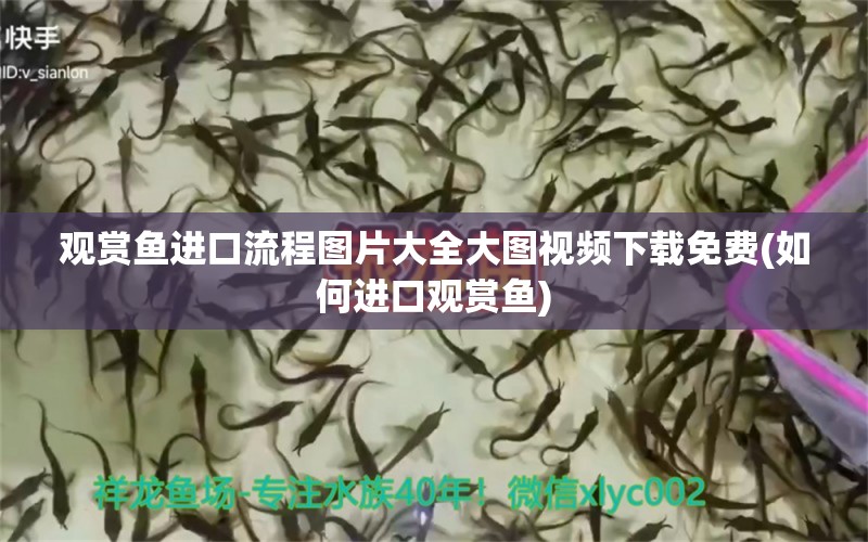 觀賞魚進(jìn)口流程圖片大全大圖視頻下載免費(fèi)(如何進(jìn)口觀賞魚) 觀賞魚進(jìn)出口 第1張