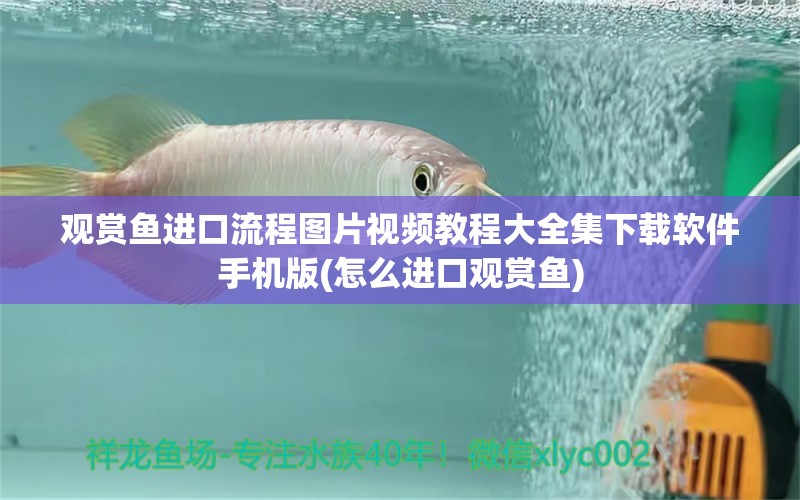 觀賞魚進(jìn)口流程圖片視頻教程大全集下載軟件手機(jī)版(怎么進(jìn)口觀賞魚) 觀賞魚進(jìn)出口 第1張