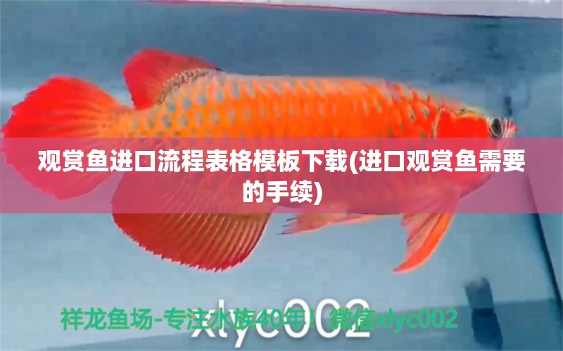 觀賞魚進(jìn)口流程表格模板下載(進(jìn)口觀賞魚需要的手續(xù)) 觀賞魚進(jìn)出口 第1張