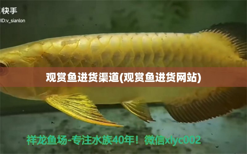 觀賞魚進(jìn)貨渠道(觀賞魚進(jìn)貨網(wǎng)站) 黃金夢(mèng)幻雷龍魚