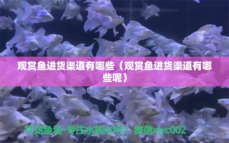 觀賞魚進(jìn)貨渠道有哪些（觀賞魚進(jìn)貨渠道有哪些呢）