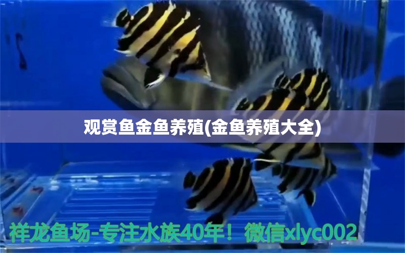 觀賞魚金魚養(yǎng)殖(金魚養(yǎng)殖大全)