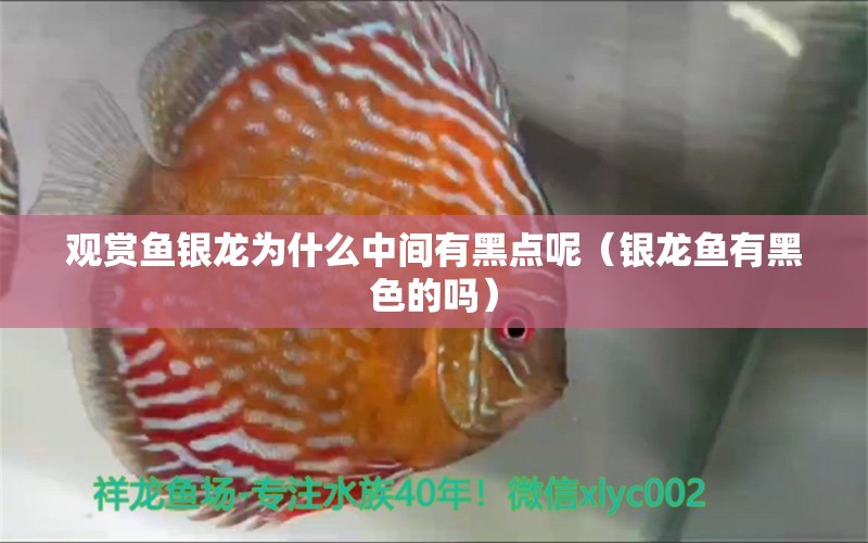 觀賞魚銀龍為什么中間有黑點(diǎn)呢（銀龍魚有黑色的嗎）