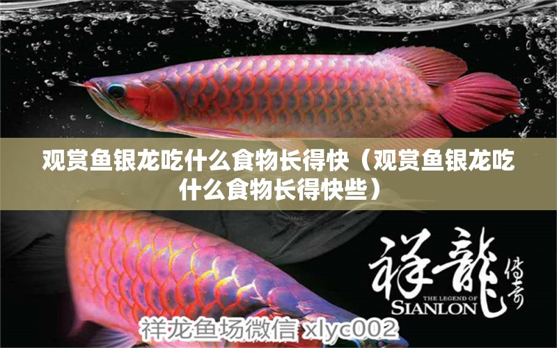 觀賞魚銀龍吃什么食物長得快（觀賞魚銀龍吃什么食物長得快些）