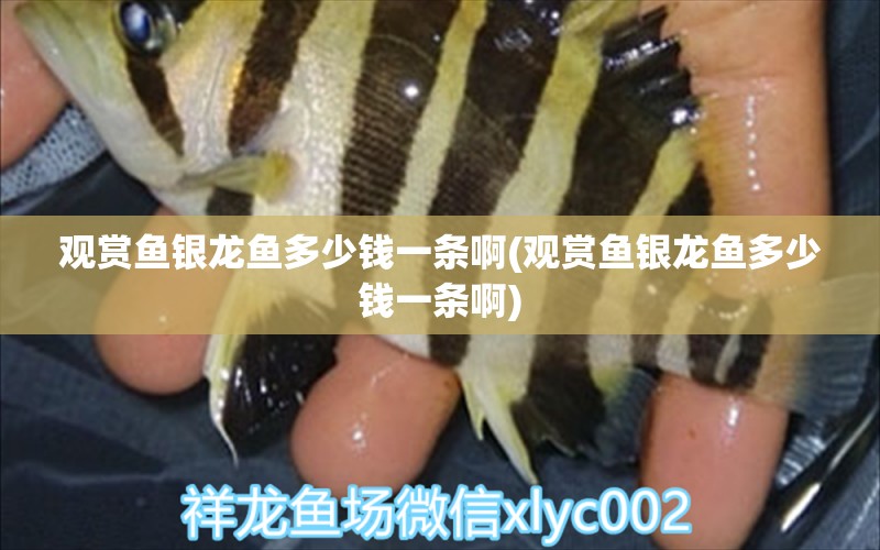 觀(guān)賞魚(yú)銀龍魚(yú)多少錢(qián)一條啊(觀(guān)賞魚(yú)銀龍魚(yú)多少錢(qián)一條啊) 銀龍魚(yú)