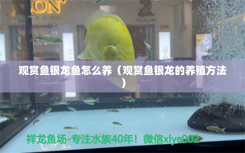 觀賞魚(yú)銀龍魚(yú)怎么養(yǎng)（觀賞魚(yú)銀龍的養(yǎng)殖方法） 銀龍魚(yú)