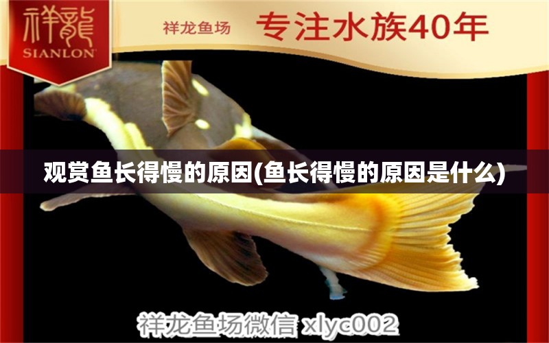 觀賞魚長得慢的原因(魚長得慢的原因是什么) 一眉道人魚苗 第1張