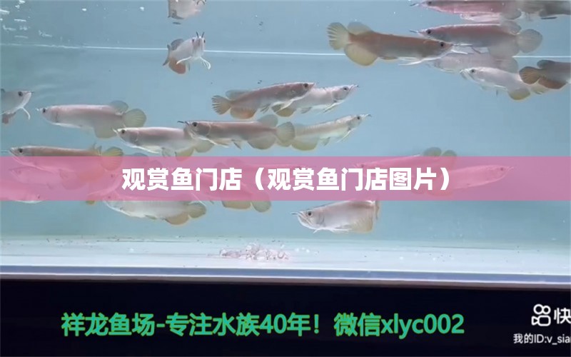 觀賞魚門店（觀賞魚門店圖片）