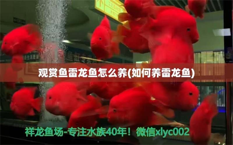 觀賞魚雷龍魚怎么養(yǎng)(如何養(yǎng)雷龍魚) 二氧化碳設備