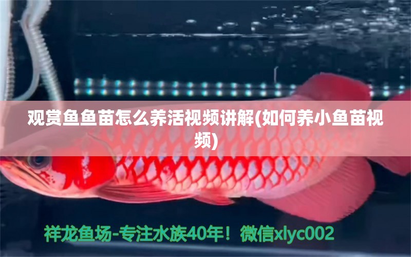 觀賞魚魚苗怎么養(yǎng)活視頻講解(如何養(yǎng)小魚苗視頻) 觀賞魚魚苗