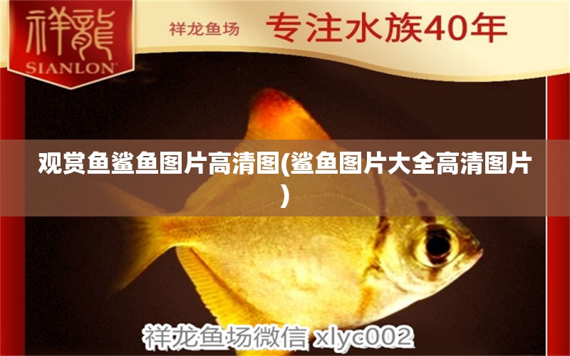 觀賞魚鯊魚圖片高清圖(鯊魚圖片大全高清圖片) 白化火箭魚