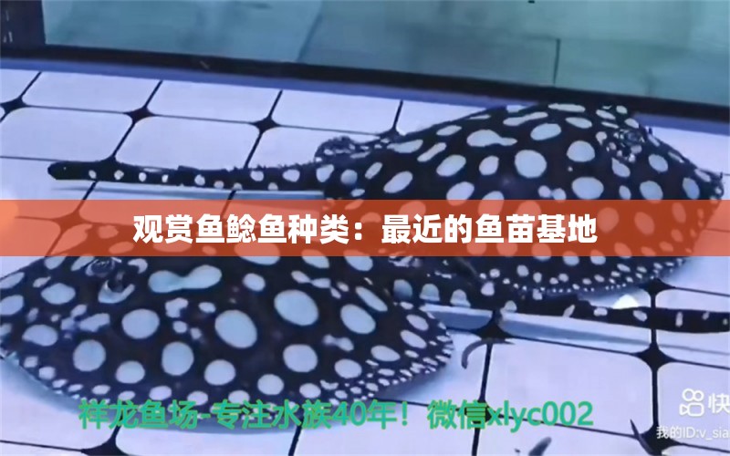 觀賞魚鯰魚種類：最近的魚苗基地 觀賞魚