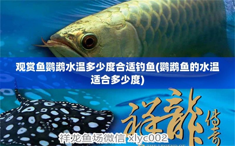 觀賞魚鸚鵡水溫多少度合適釣魚(鸚鵡魚的水溫適合多少度) 垂釣樂園