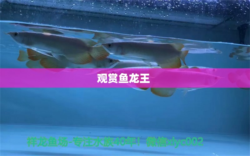 觀賞魚龍王  祥龍龍魚專用水族燈