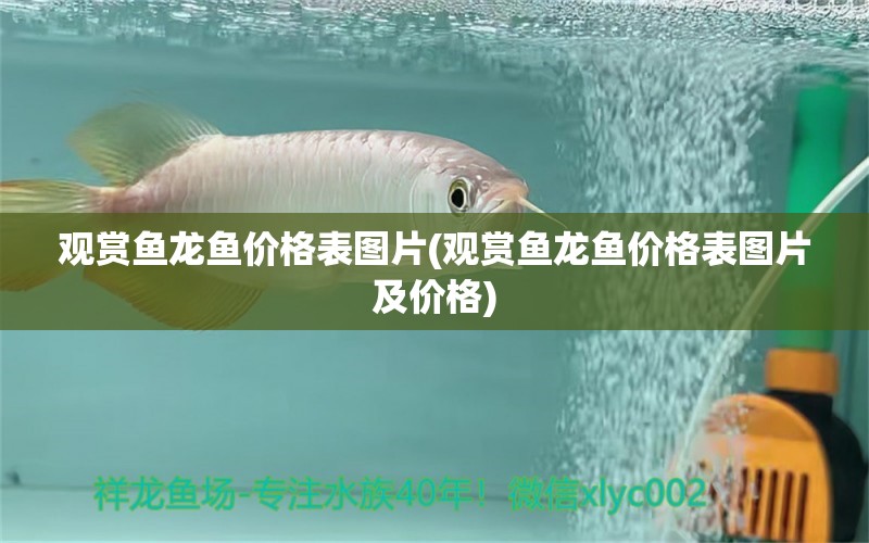 觀賞魚(yú)龍魚(yú)價(jià)格表圖片(觀賞魚(yú)龍魚(yú)價(jià)格表圖片及價(jià)格) 觀賞龜/鱉飼料