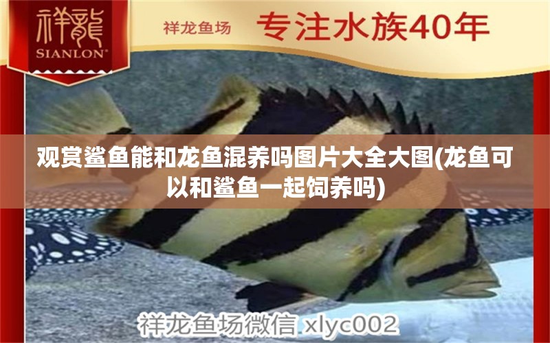 觀賞鯊魚能和龍魚混養(yǎng)嗎圖片大全大圖(龍魚可以和鯊魚一起飼養(yǎng)嗎) 綠皮辣椒小紅龍