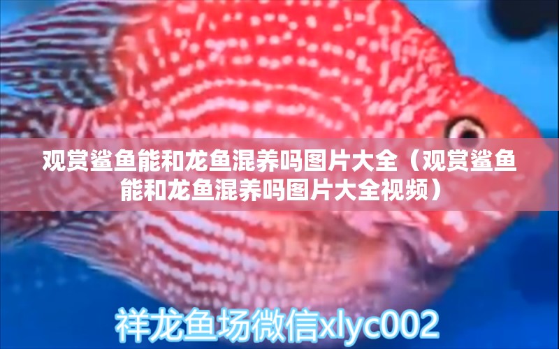 觀賞鯊魚能和龍魚混養(yǎng)嗎圖片大全（觀賞鯊魚能和龍魚混養(yǎng)嗎圖片大全視頻）