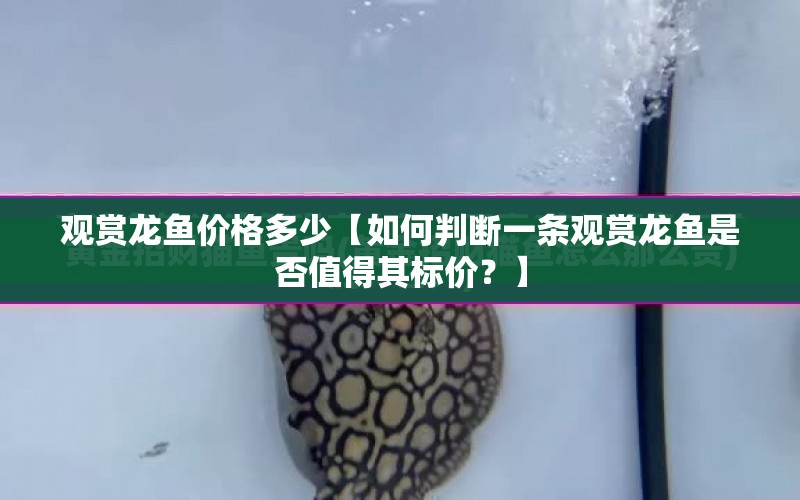 觀賞龍魚價格多少【如何判斷一條觀賞龍魚是否值得其標價？】 水族問答 第1張