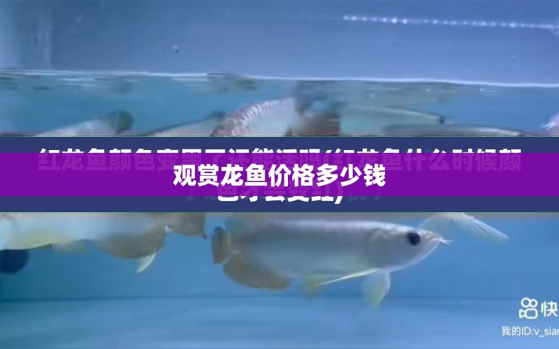 觀賞龍魚價格多少錢 水族問答 第2張