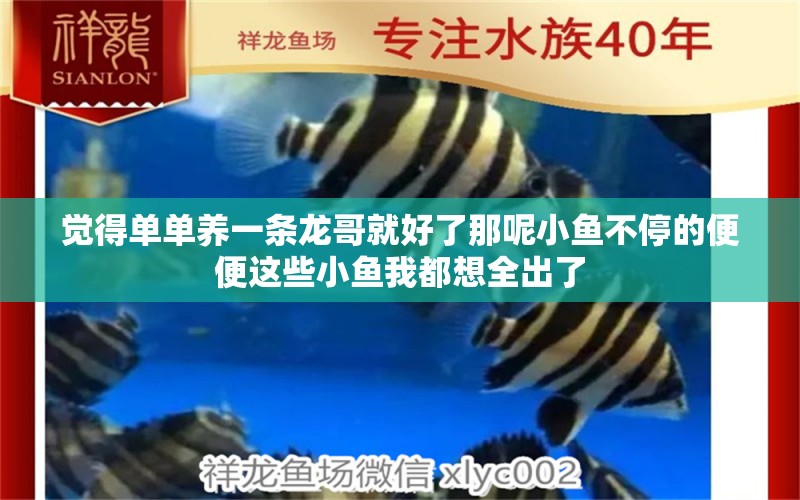 覺得單單養(yǎng)一條龍哥就好了那呢小魚不停的便便這些小魚我都想全出了