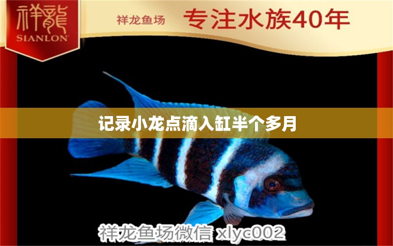 記錄小龍點滴入缸半個多月 細線銀版魚