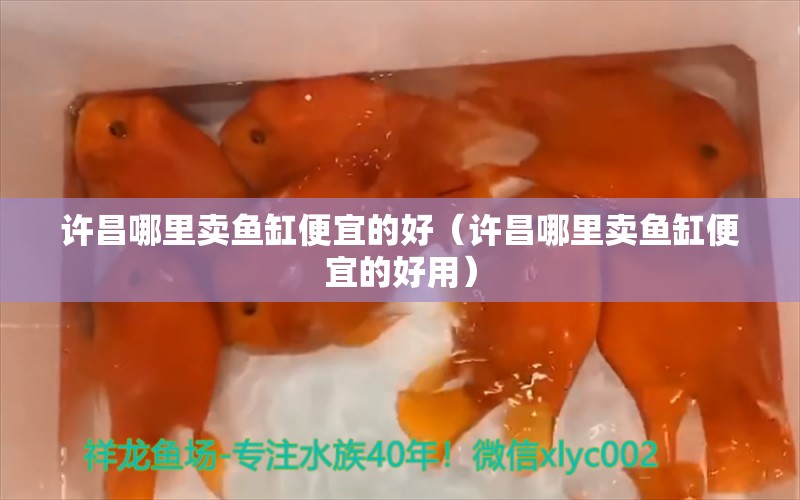 許昌哪里賣魚缸便宜的好（許昌哪里賣魚缸便宜的好用） 祥龍水族醫(yī)院