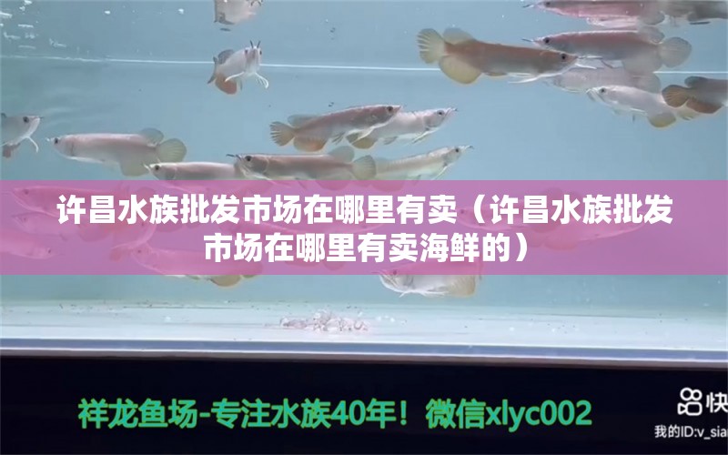 許昌水族批發(fā)市場在哪里有賣（許昌水族批發(fā)市場在哪里有賣海鮮的）